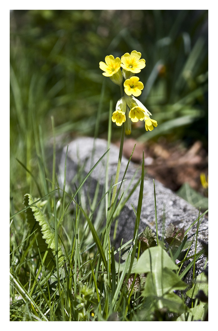 Schlüsselblume