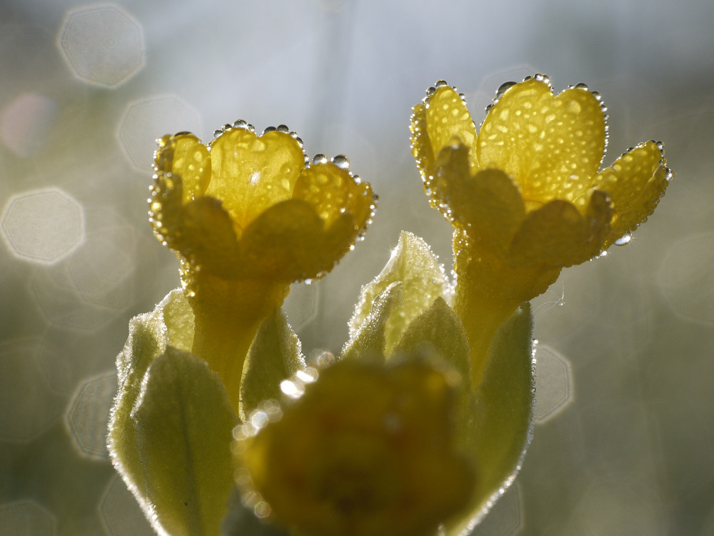 Schlüsselblume