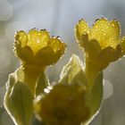 Schlüsselblume