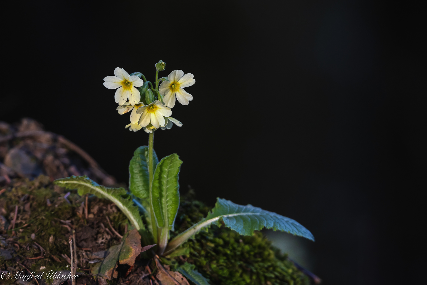 Schlüsselblume ...