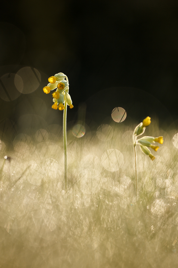 Schlüsselblume