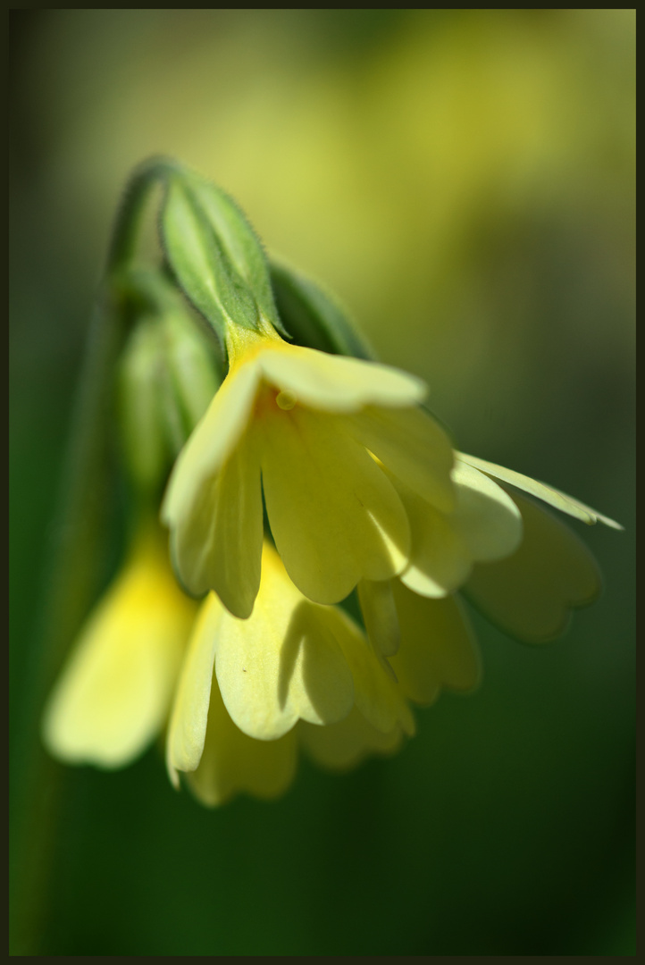 Schlüsselblume