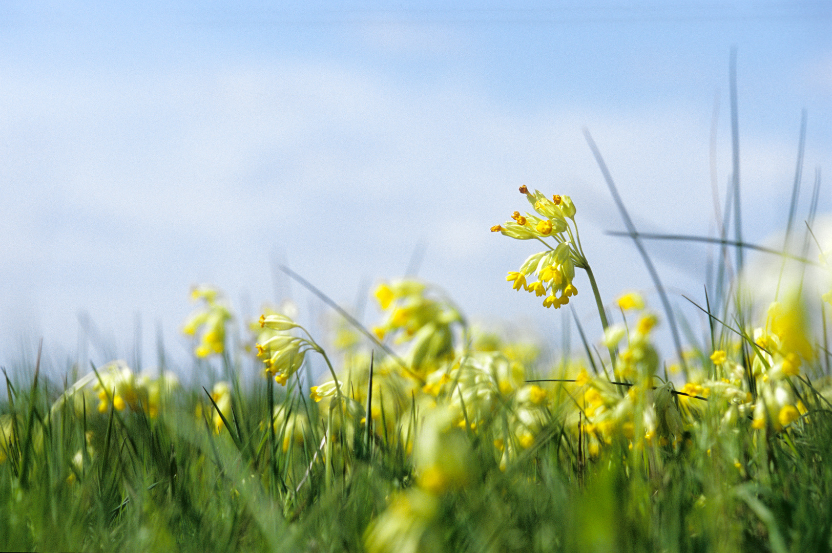 Schlüsselblume