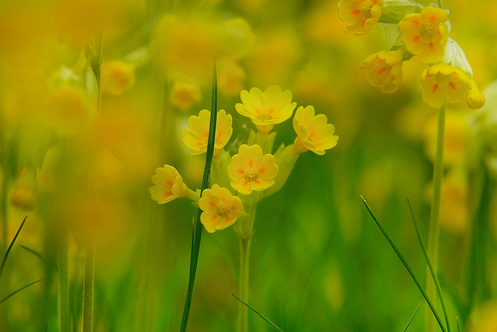 Schlüsselblume 