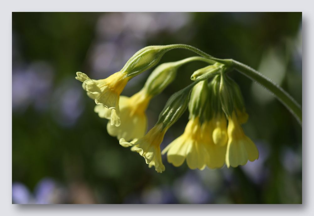 Schlüsselblume