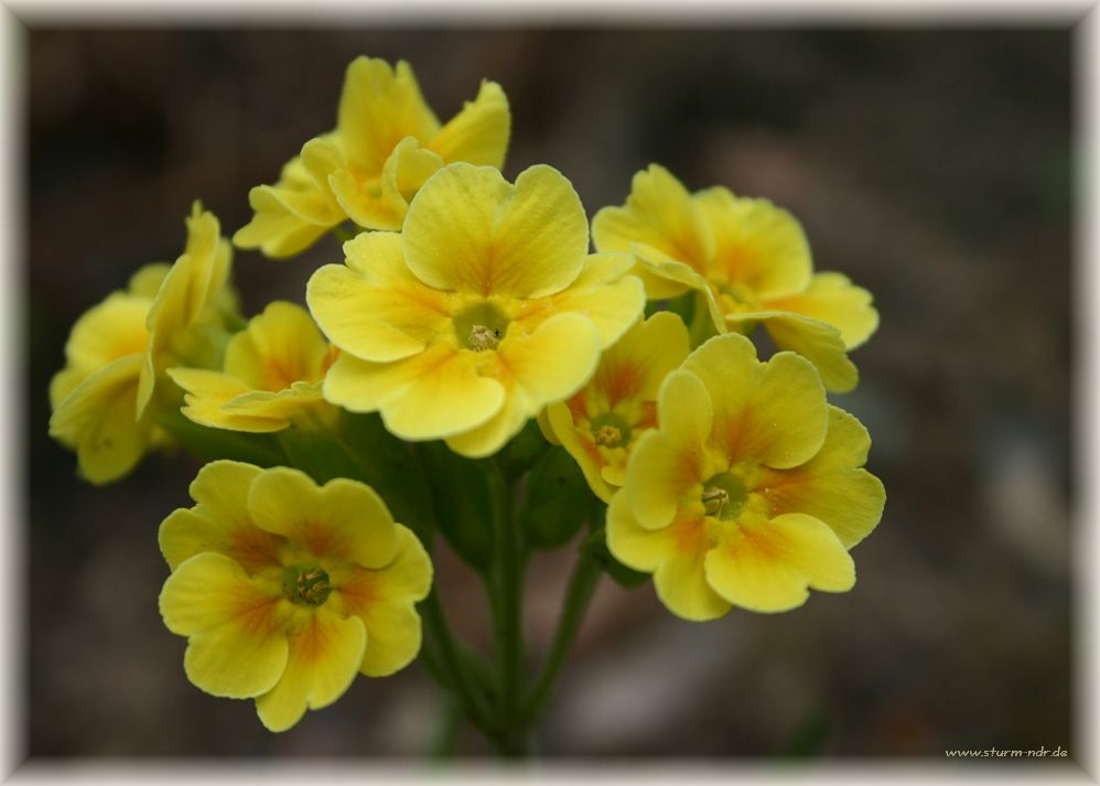 Schlüsselblume