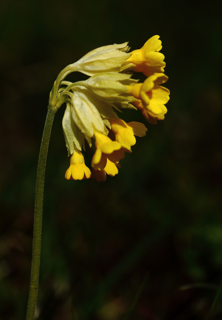 Schlüsselblume