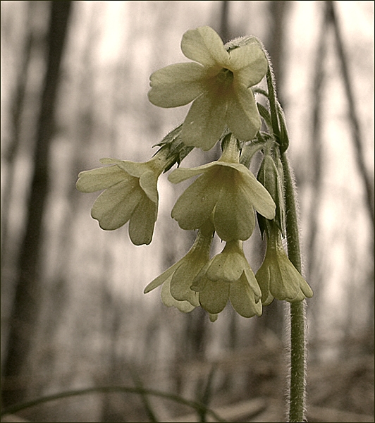 Schlüsselblume