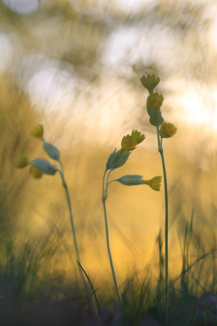 Schlüsselblume die Zweite