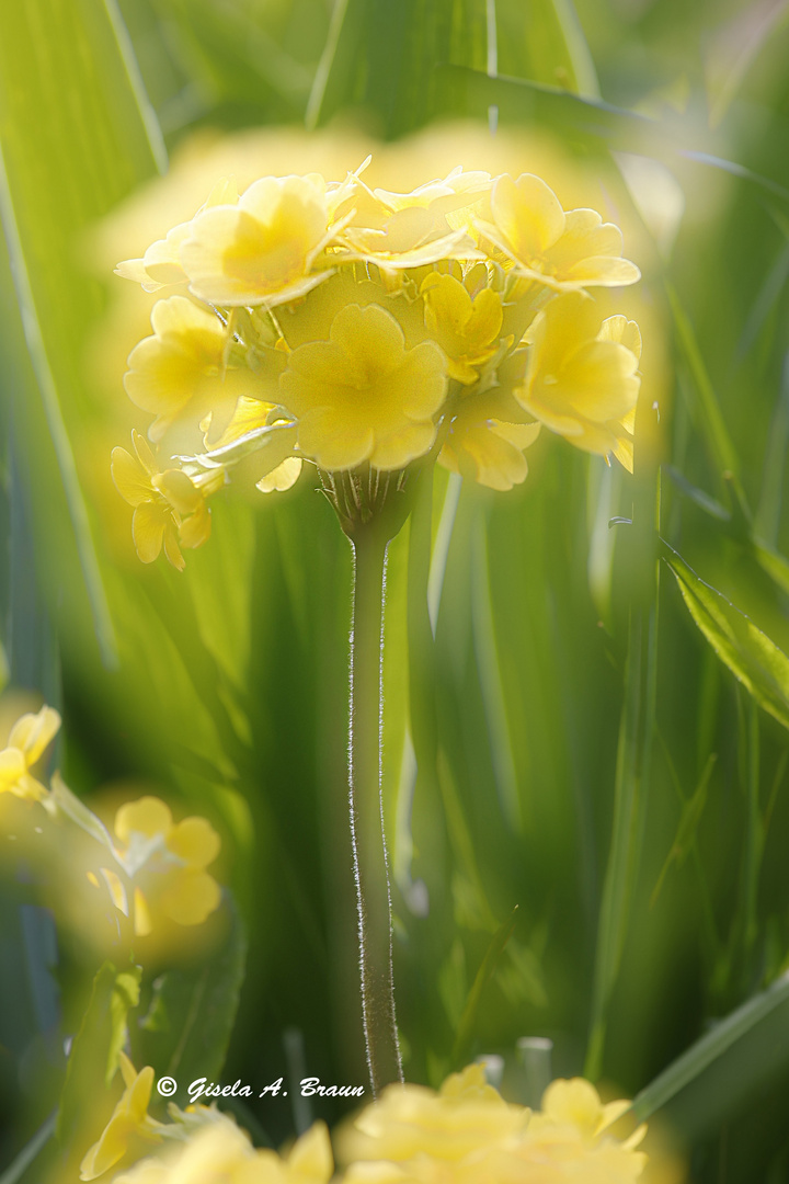 Schlüsselblume Doppelbelichtung