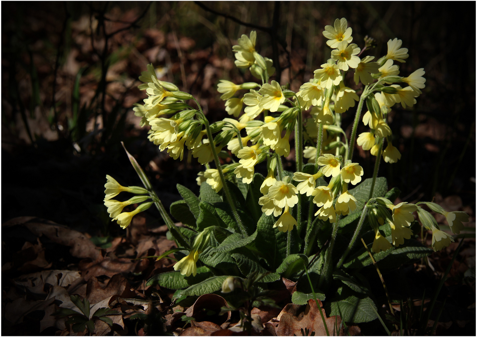 Schlüsselblume