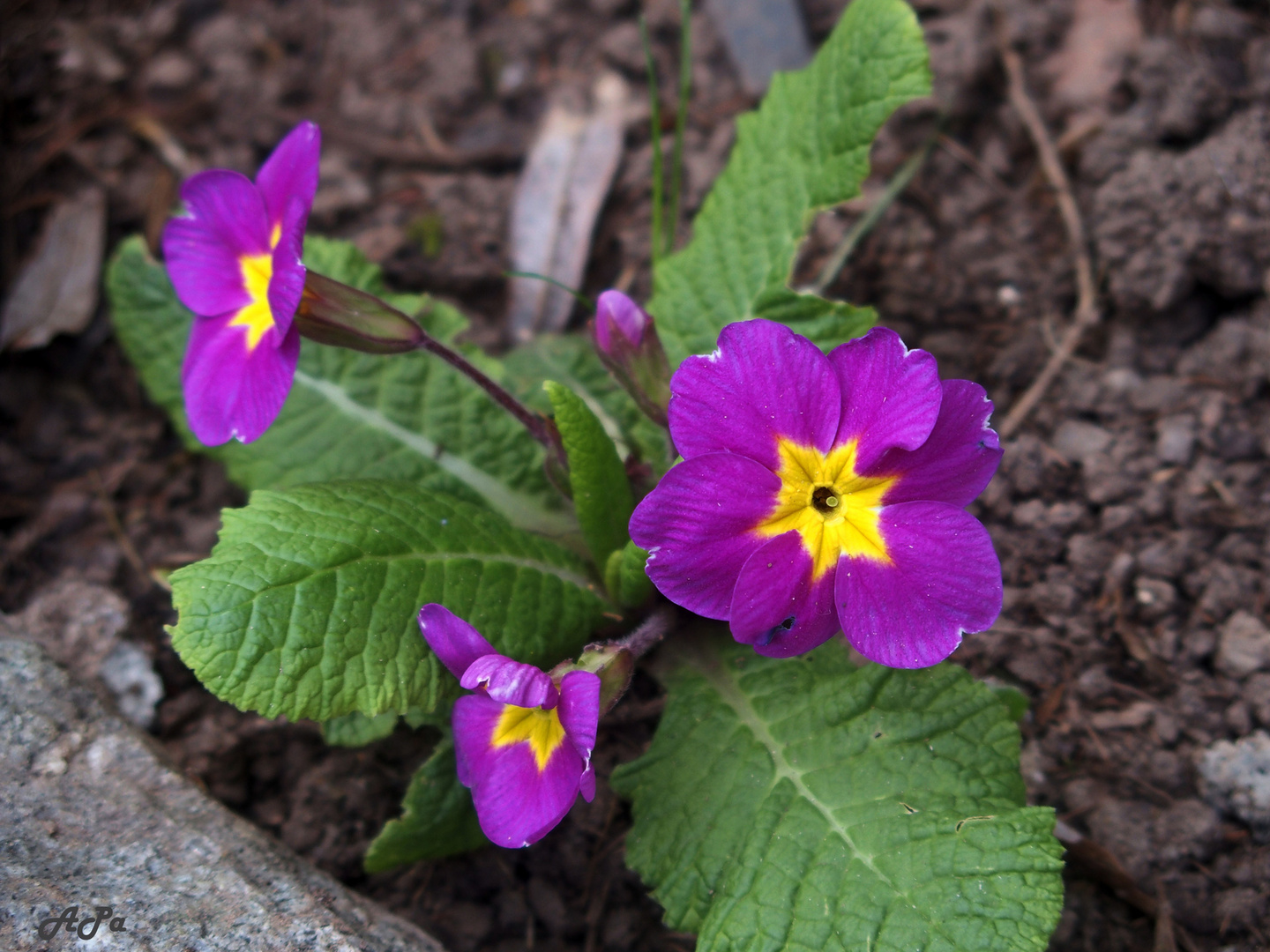 Schlüsselblume