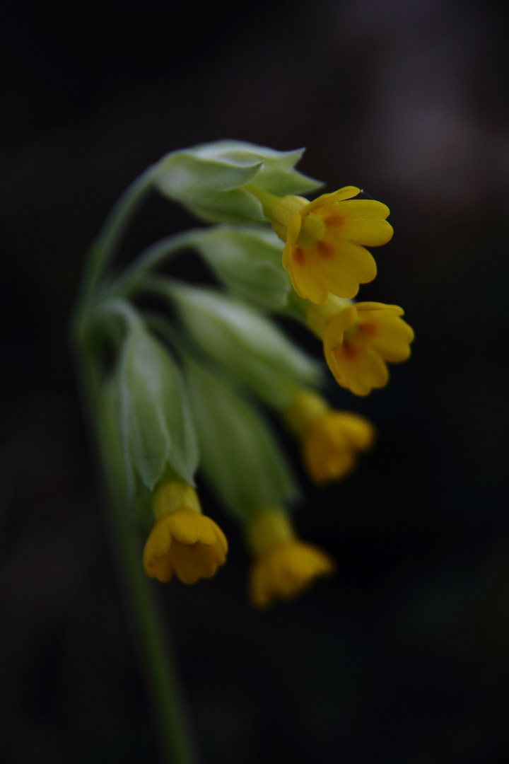 "Schlüsselblume"