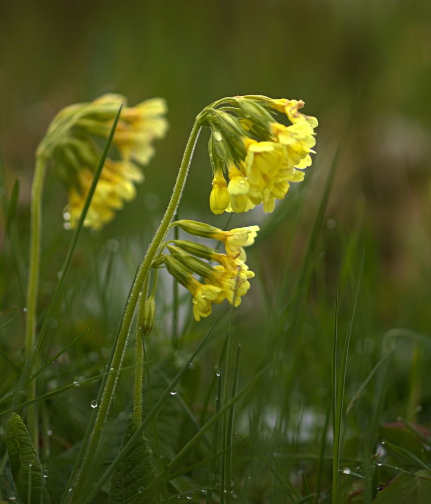 Schlüsselblume