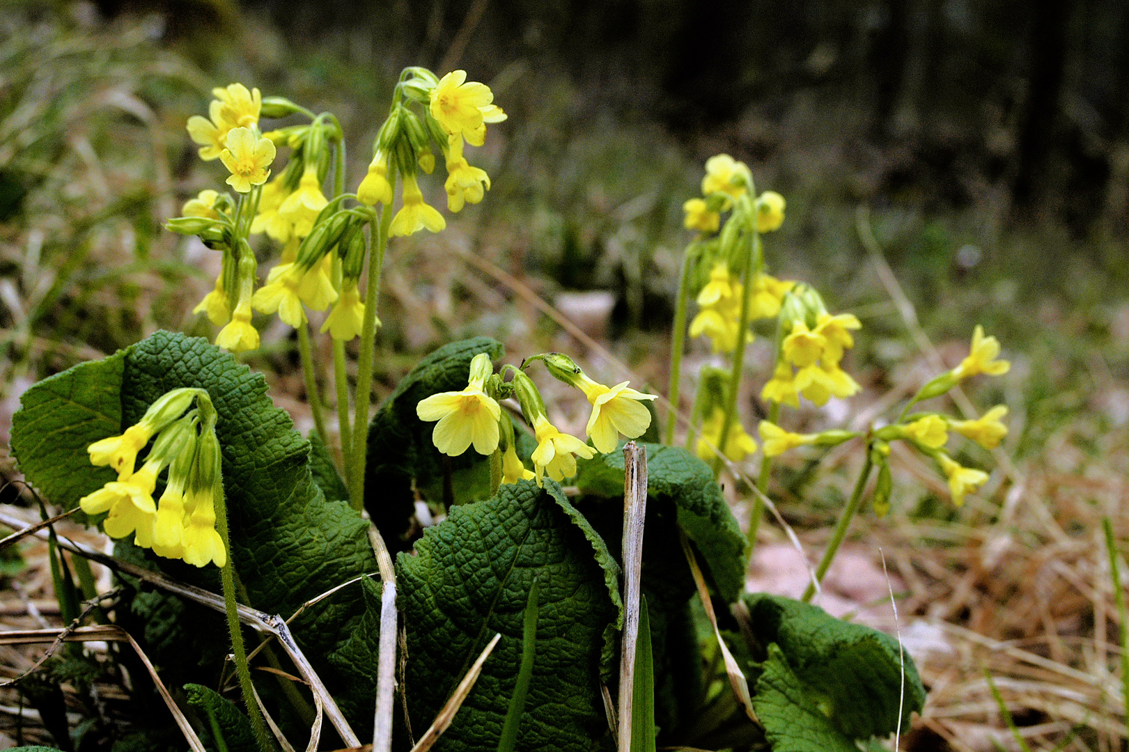 Schlüsselblume