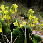 Schlüsselblume