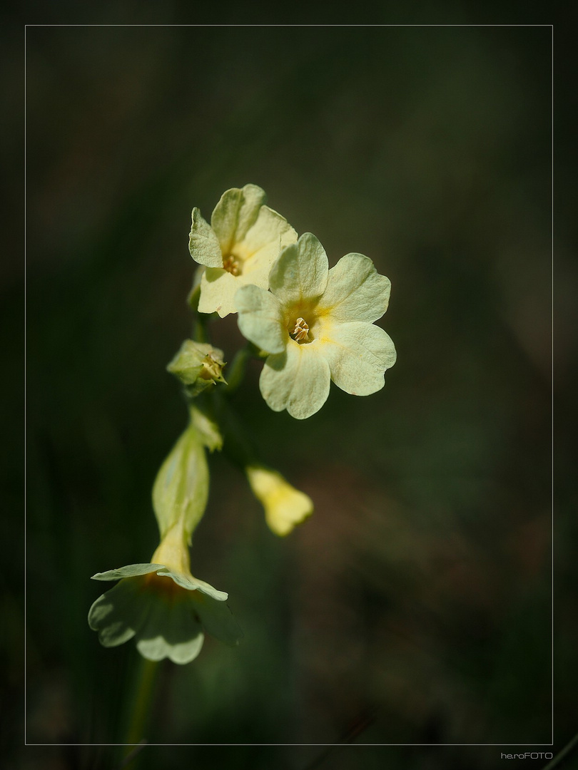 Schlüsselblume