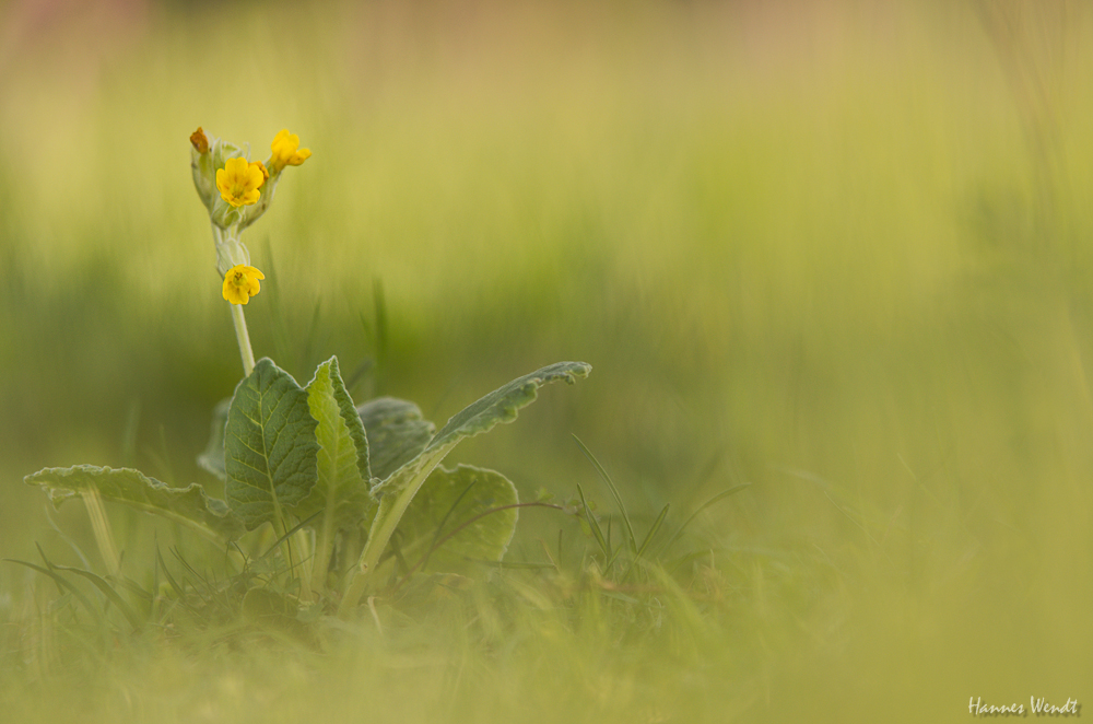 Schlüsselblume