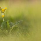 Schlüsselblume