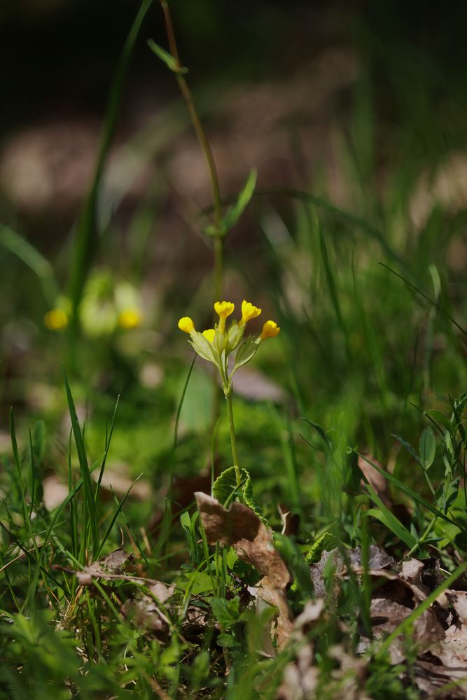 Schlüsselblume Fächer