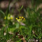 Schlüsselblume Fächer