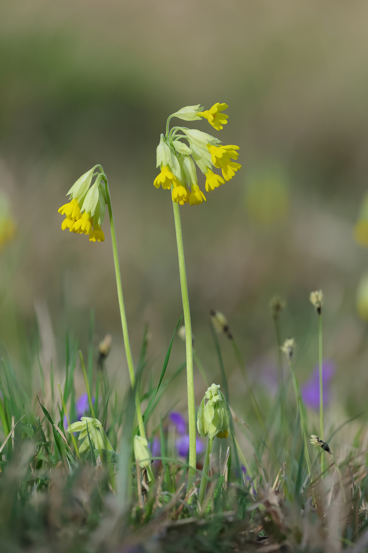 ...Schlüsselblume...