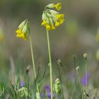 ...Schlüsselblume...