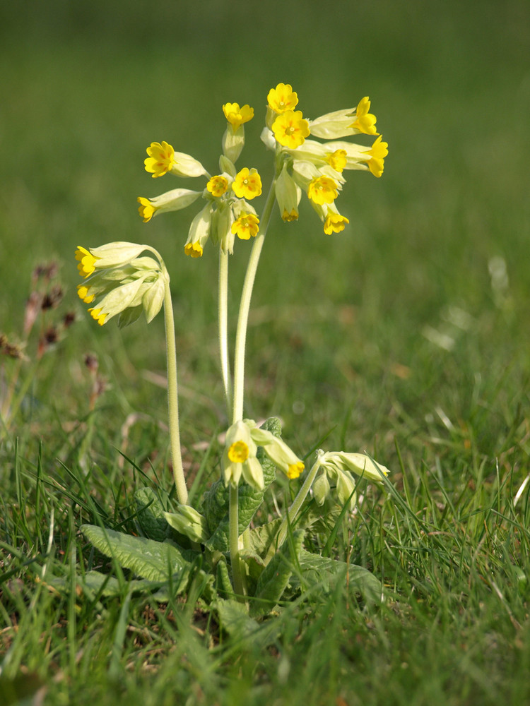 Schlüsselblume