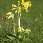 Schlüsselblume