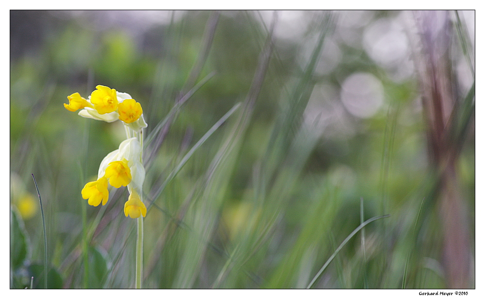 Schlüsselblume im...