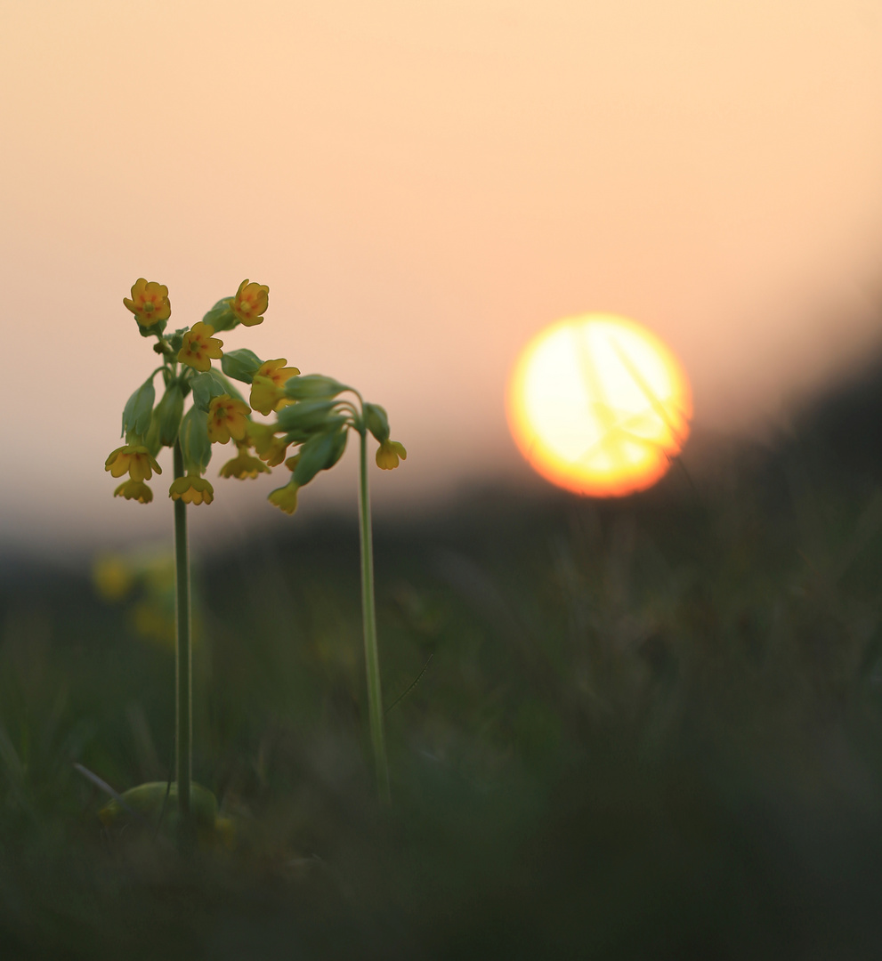 Schlüsselblume im Abendlicht