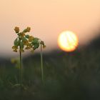 Schlüsselblume im Abendlicht