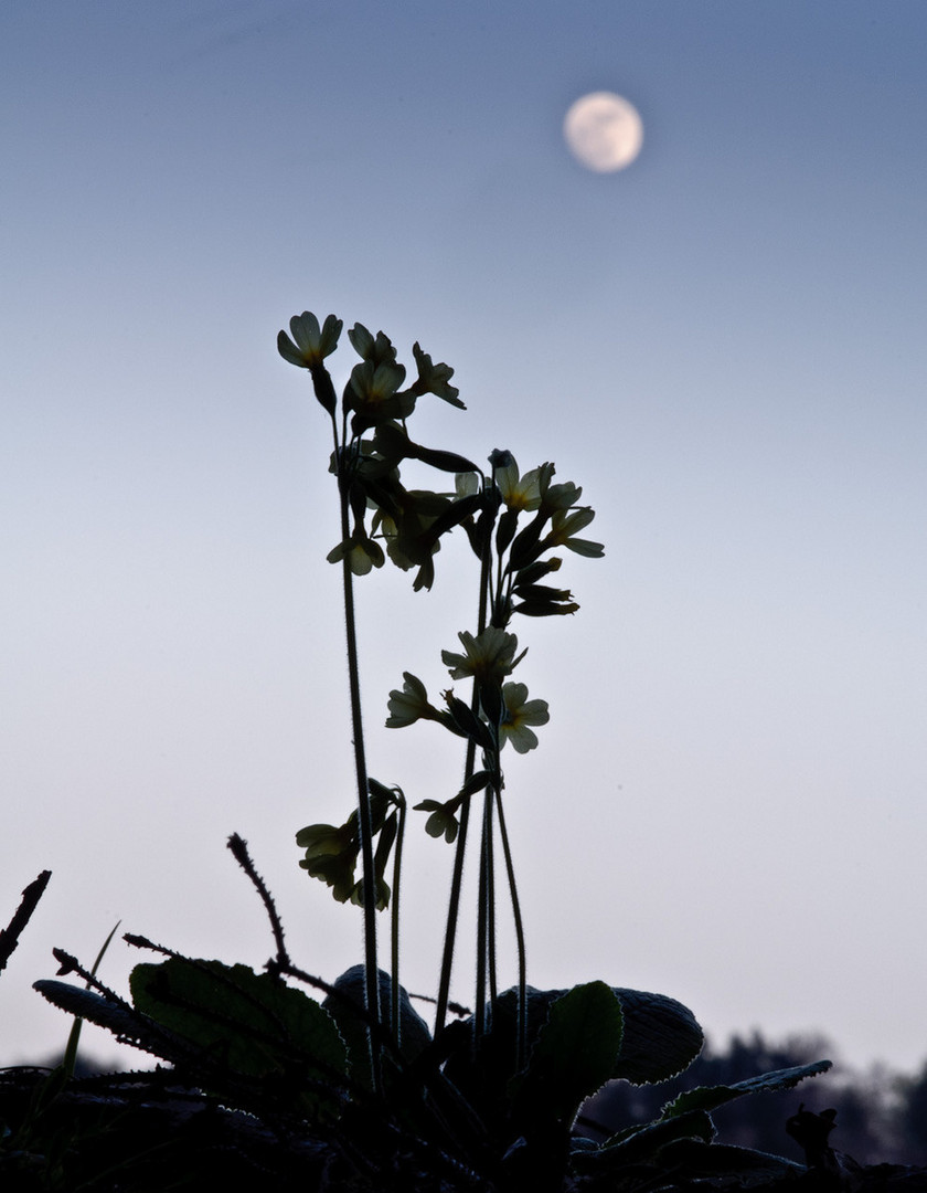 Schlüsselblume im Abendlicht