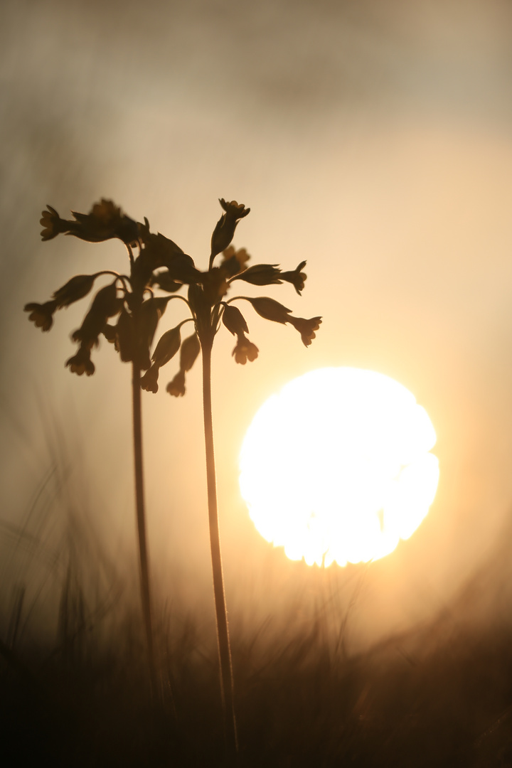 Schlüsselblume im Abendlicht