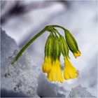 Schlüsselblume im Frühlingsschnee