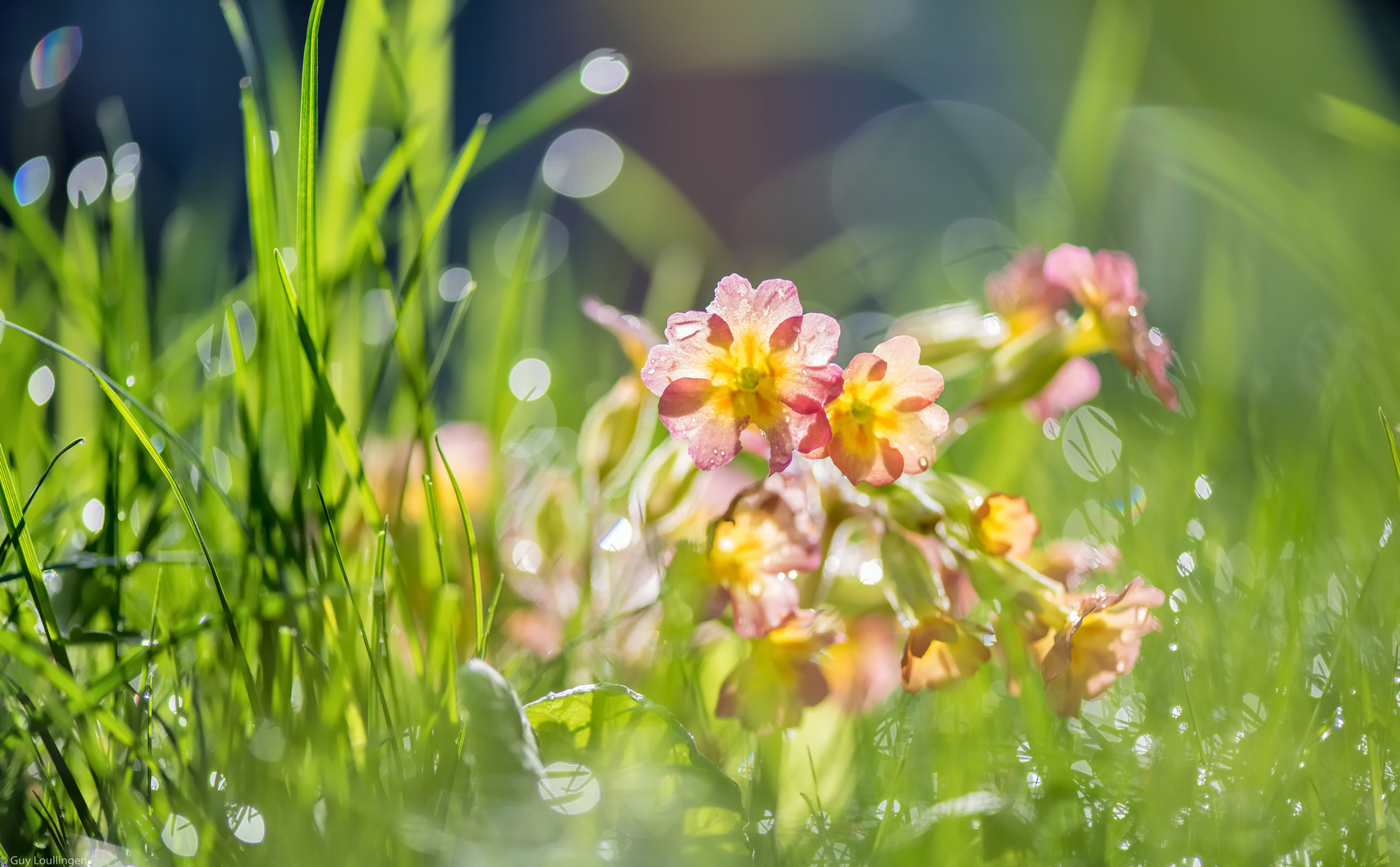 Schlüsselblume im Gegenlicht