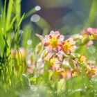 Schlüsselblume im Gegenlicht