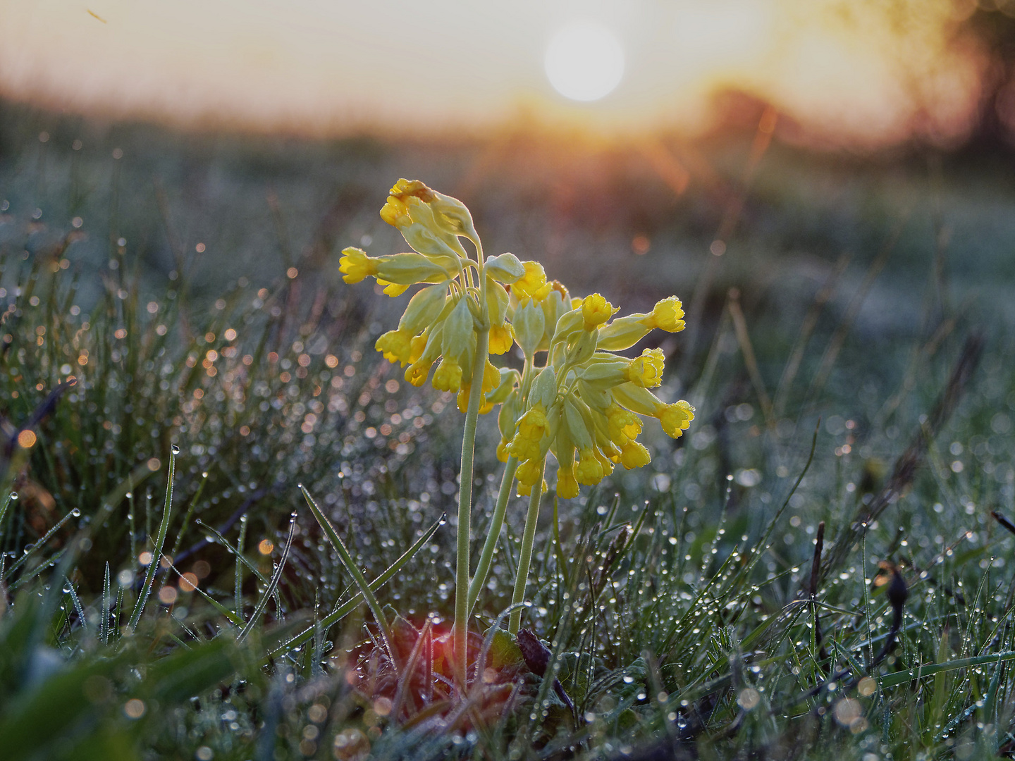 Schlüsselblume im Morgenlicht