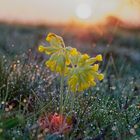 Schlüsselblume im Morgenlicht