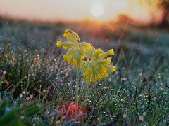 Schlüsselblume im Morgenlicht