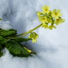 Schlüsselblume im Schnee