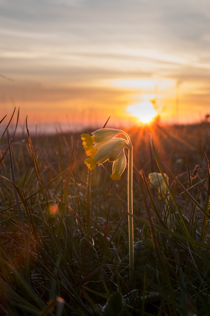 Schlüsselblume im Sonnenaufgang