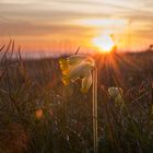 Schlüsselblume im Sonnenaufgang