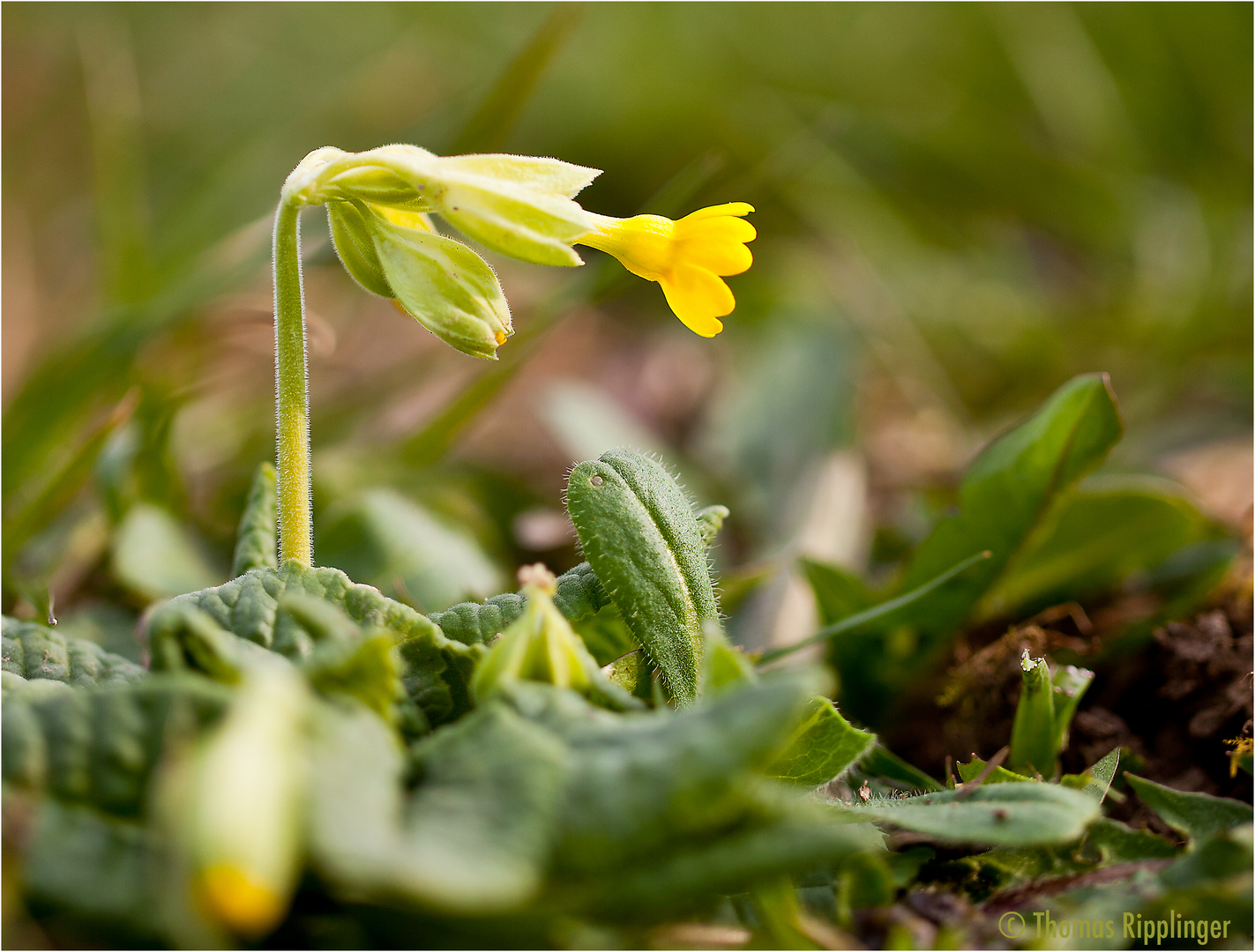 Schlüsselblume in der Obstanlage.....