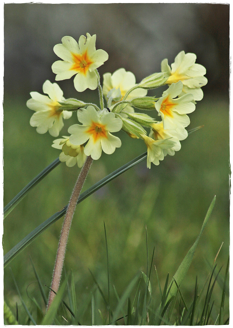 Schlüsselblume, mein MIWOBLÜ