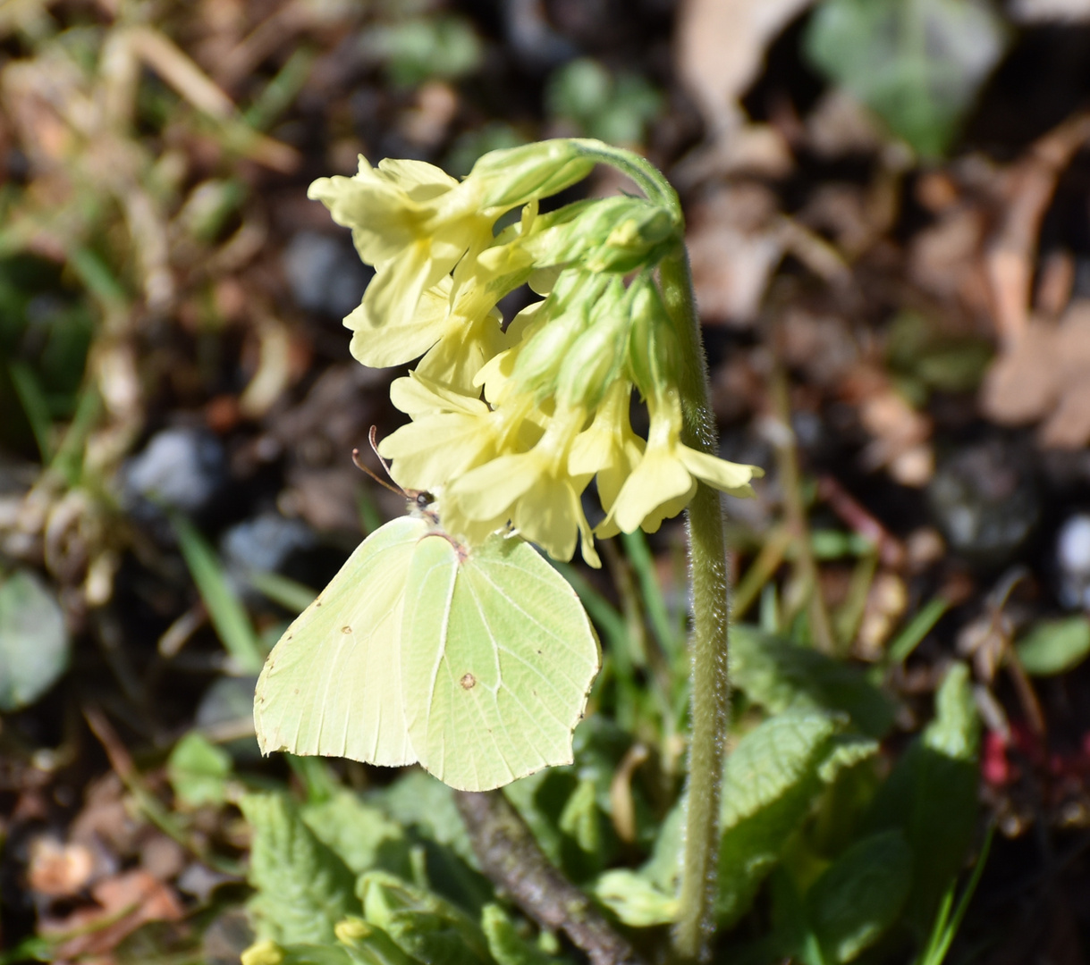 Schlüsselblume mit Besuch