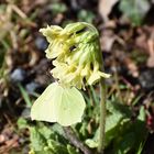 Schlüsselblume mit Besuch