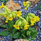 Schlüsselblume-Pimula elatior im Garten in Dohna