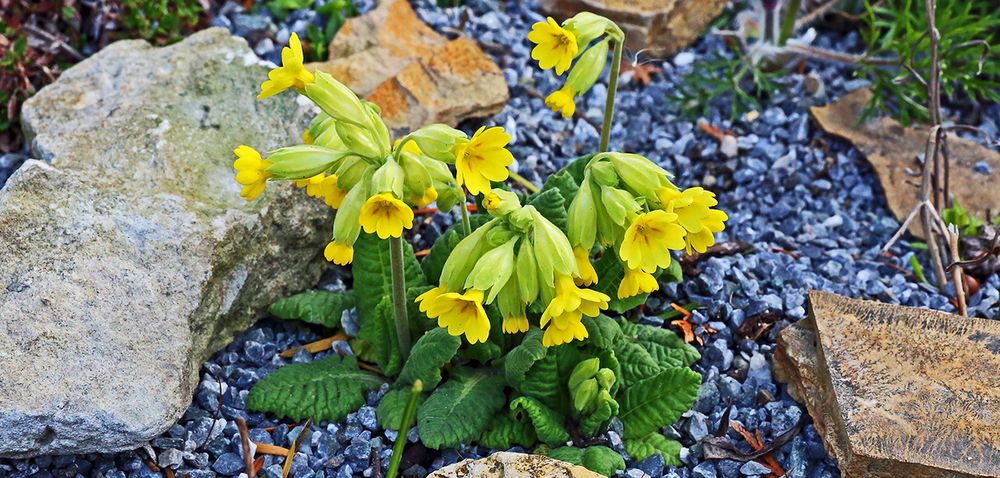 Schlüsselblume-Pimula elatior im Garten in Dohna