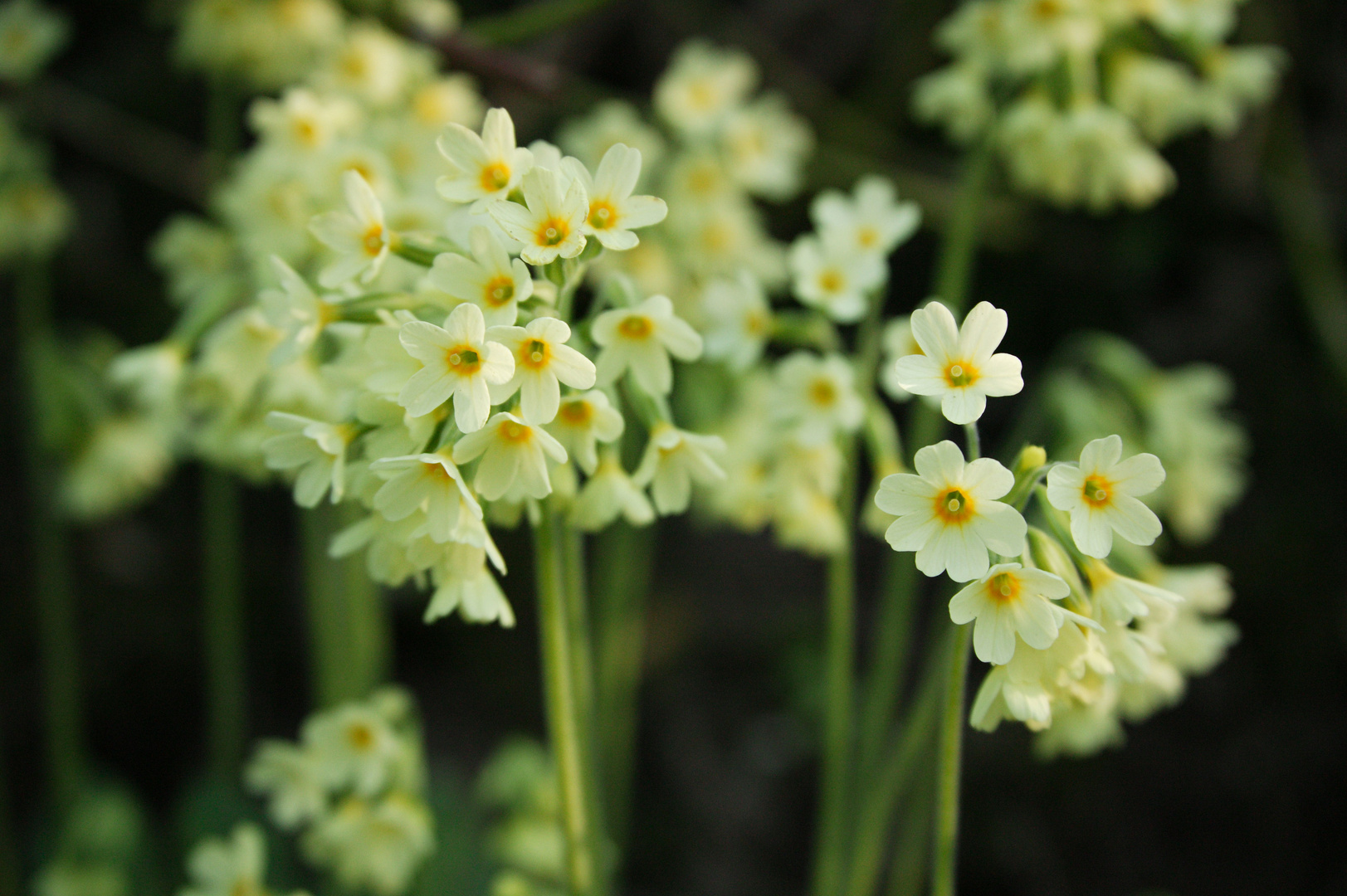 Schlüsselblume (primula elatior)